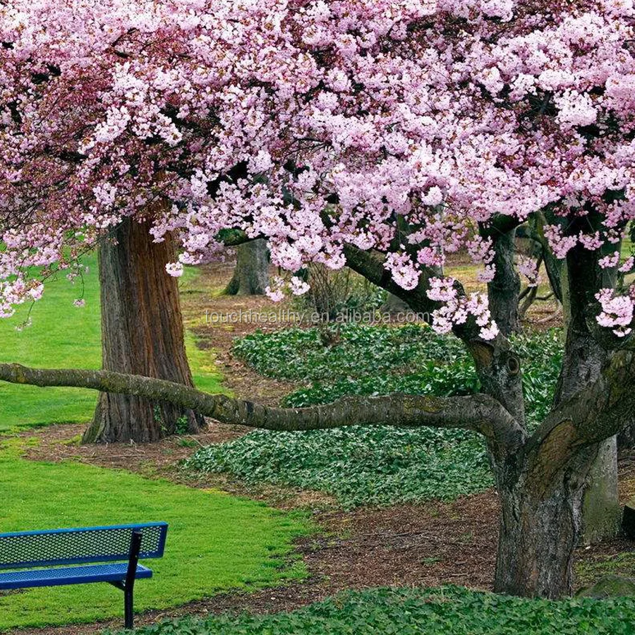 2021 поставка восточных семян вишни/семян цветущей вишни