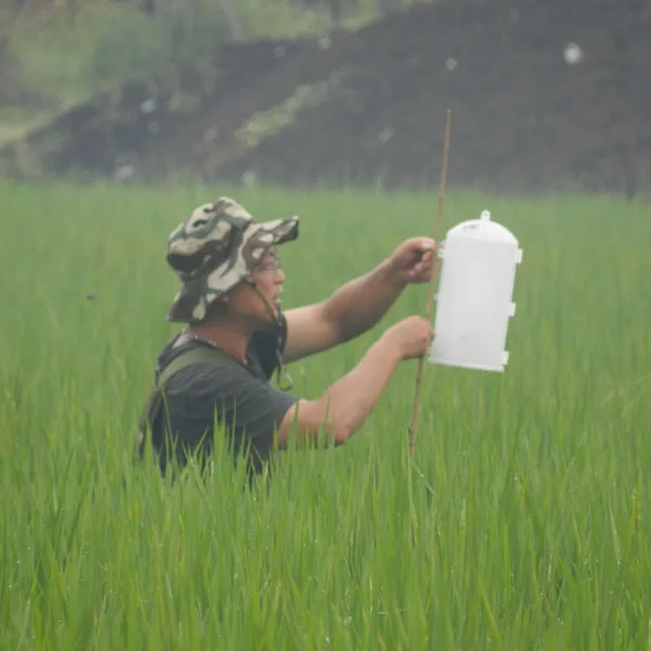 High efficient Cnaphalocrocis medinalis pheromone lure to attract rice leaf roller for rice plant protect