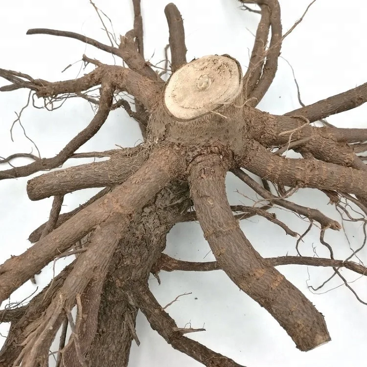 Pao tong холодностойкий чистый корень павловнии FTE для продажи