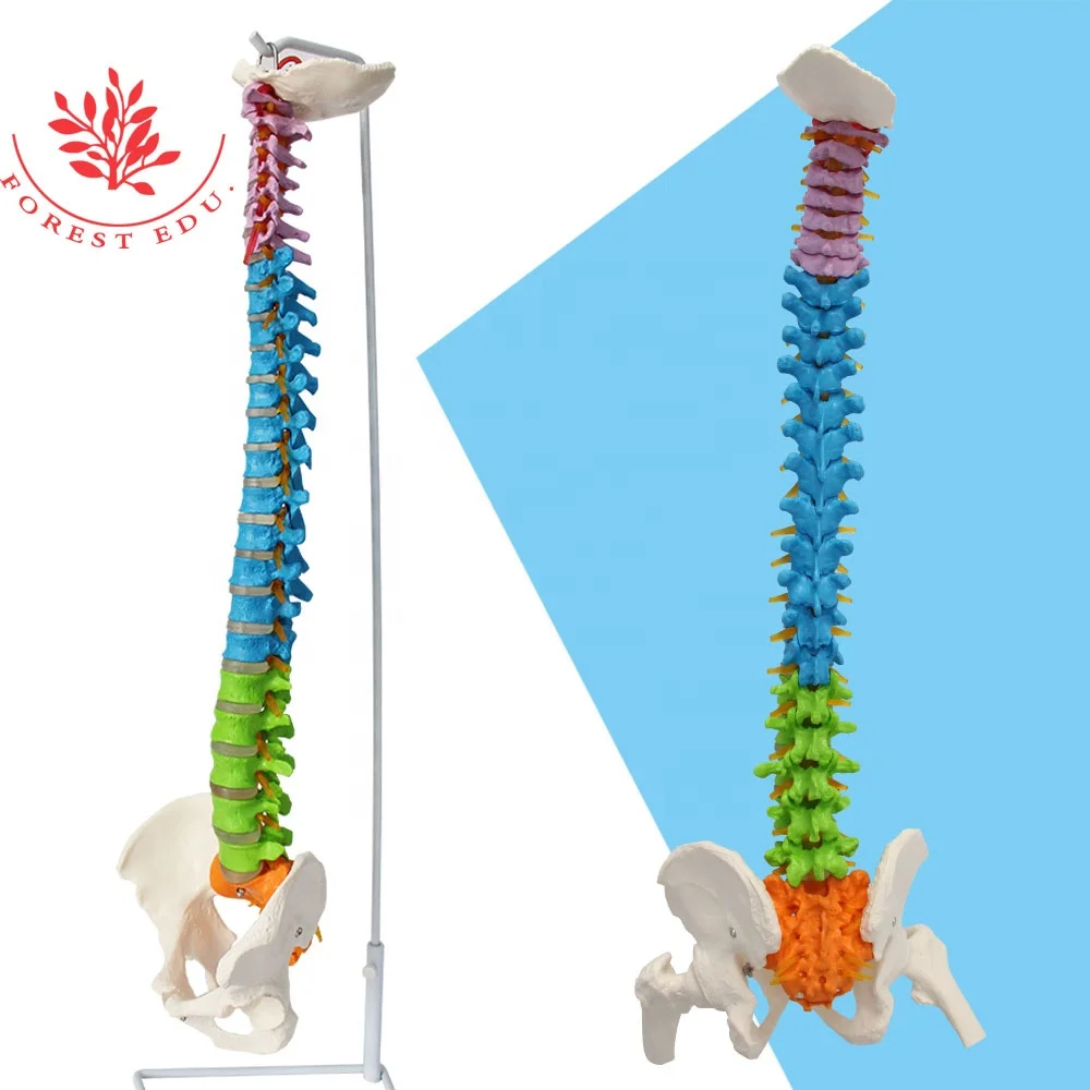 Lumbar Spine Model Life Size Cervical Spine Thoracic Lumbar Sacrum Color Coded Flexible Whole Spine Bone