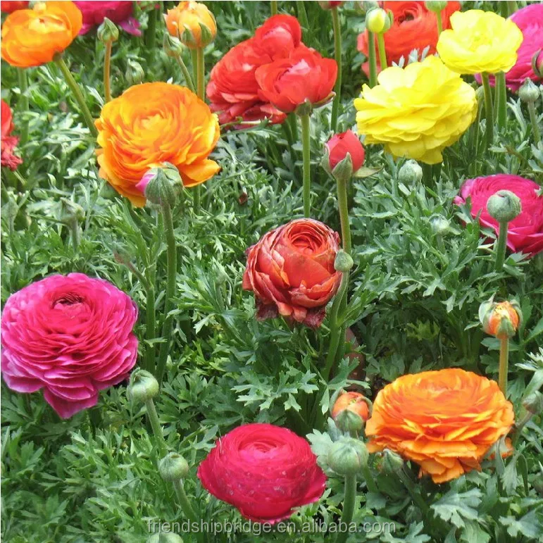 
Peony Paeonia suffruticosa Plant Bonsai Seedlings 