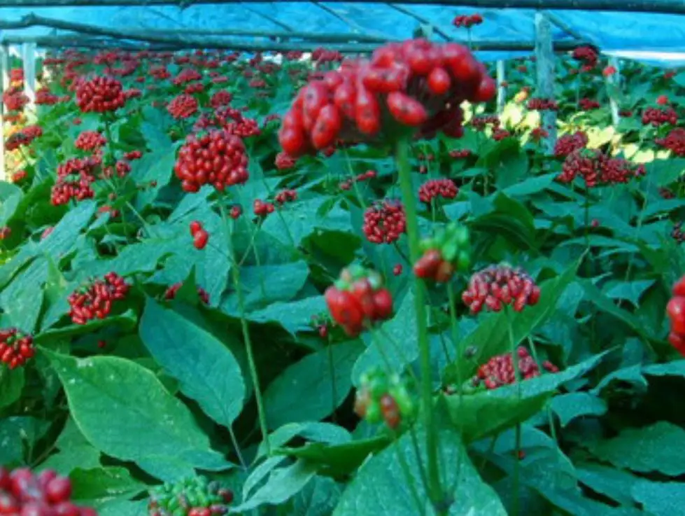 
1kg New Ren shen chinese High quality purity red ginseng seeds for planting 