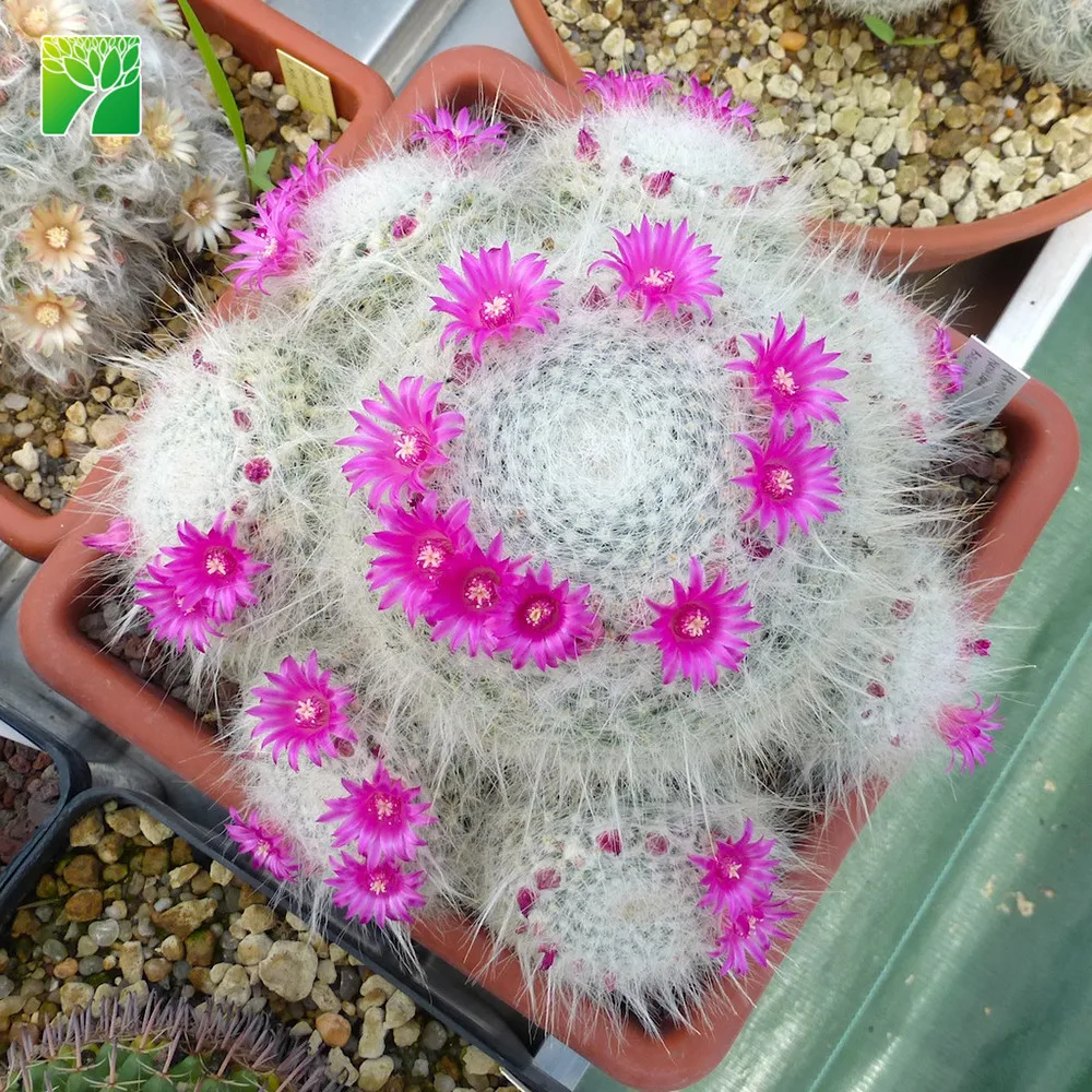 Cheap wholesale rare deco cactus old lady cactus Mammillaria hahniana