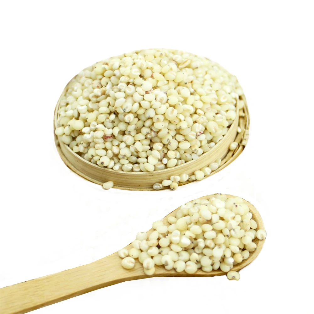 
White Sorghum 