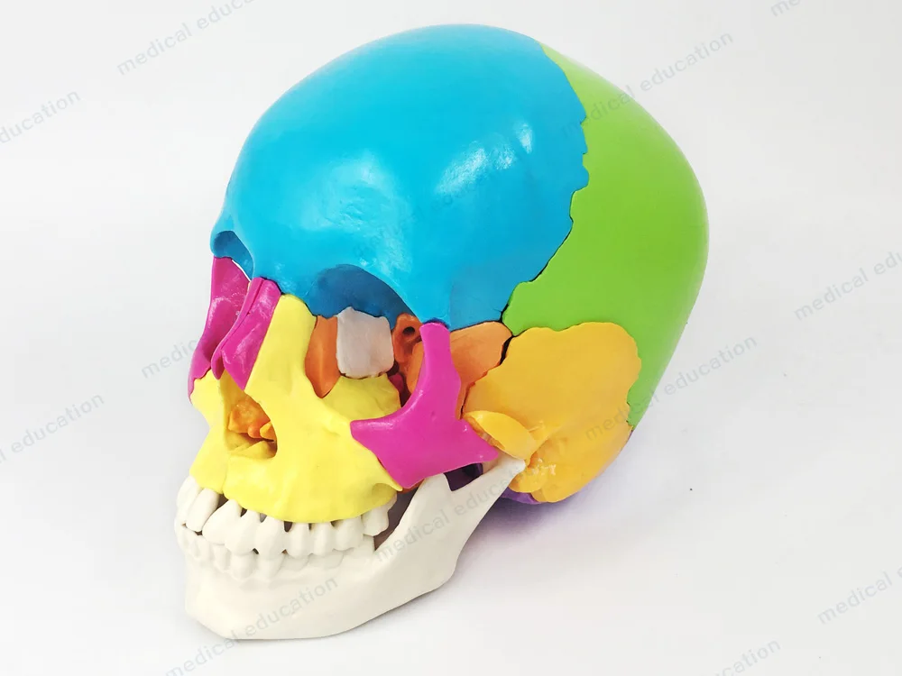 
Human live size 22 parts Beauchene Adult skull model didactically colored exploded skull Didactically Coloured 