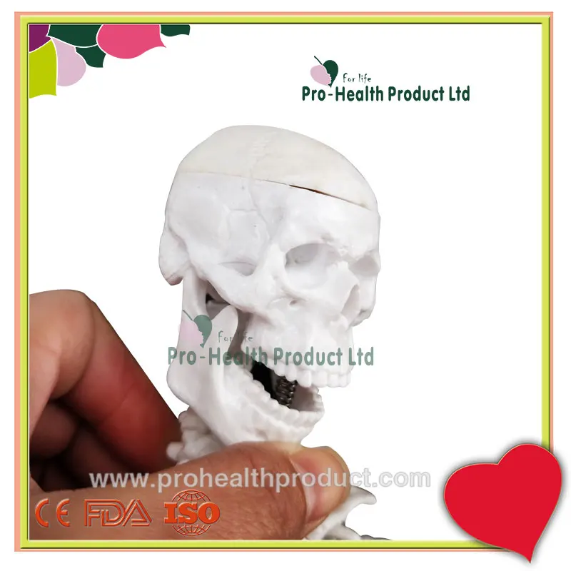Manikin Medical Teaching Aids 45cm Human Mini Skeleton Model
