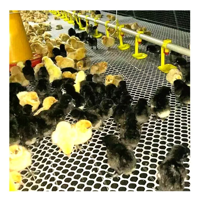 КАПЕЛЬНАЯ поилка для цыплят с дизайном автоматической фермы бройлера.