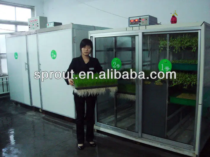 Automatic 50kg/day Barley sprouting machine