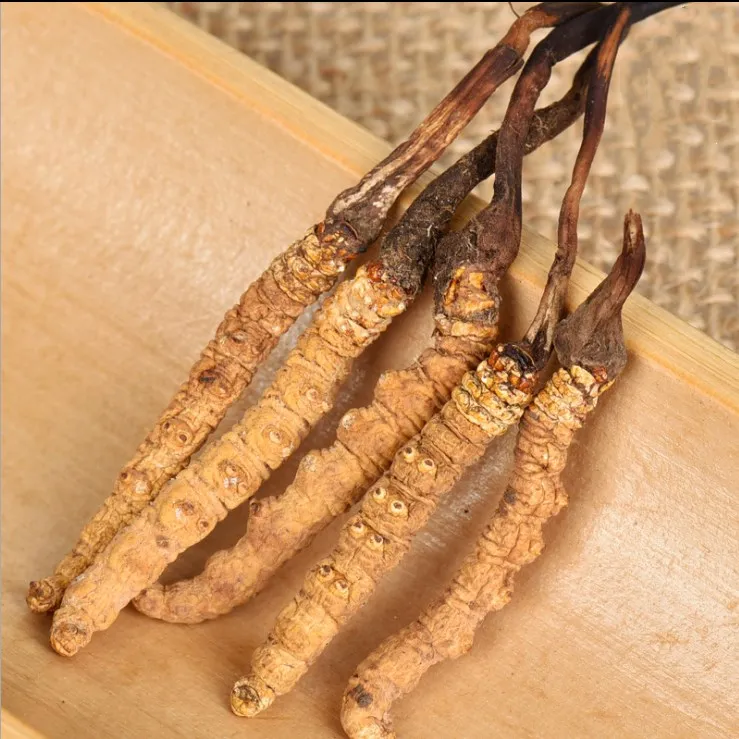 
dong chong xia cao AA grade medicine Cordyceps sinensis / caterpillar fungus 