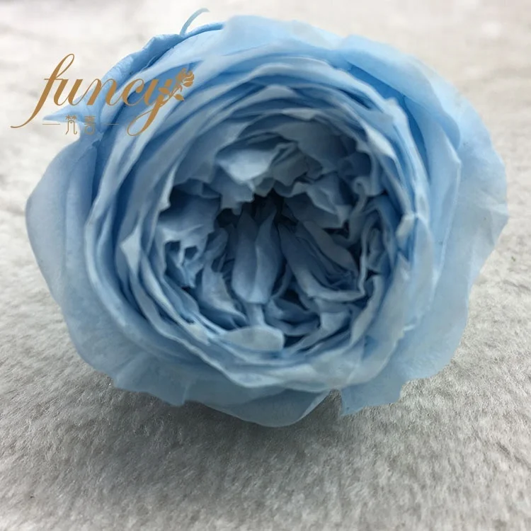 Wholesale Preserved Flower Real Natural Preserved Austin Roses for Wedding Flower Wall