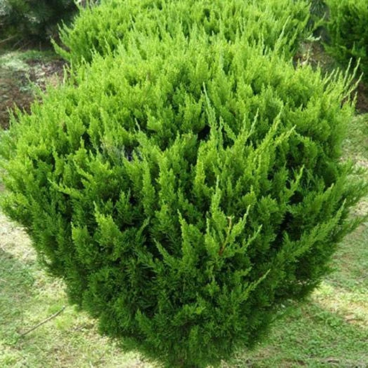 The Landscape tree Dragon juniper seedling