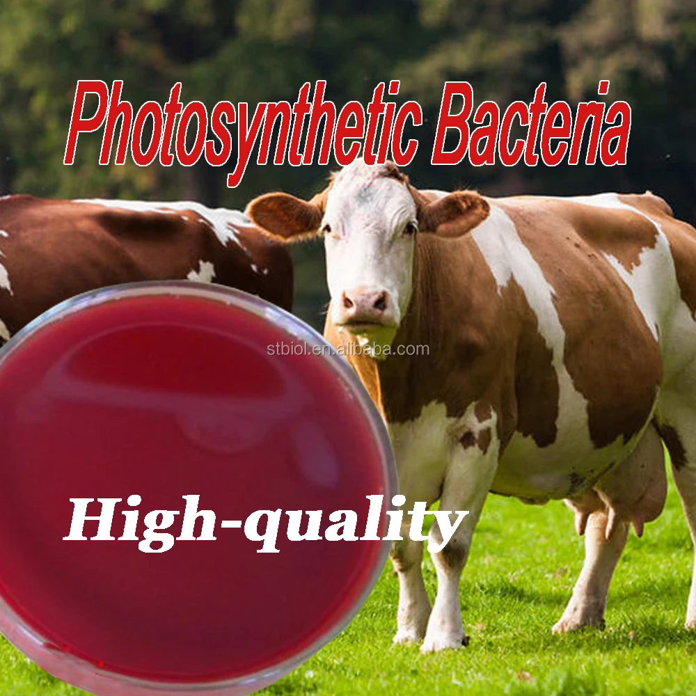 
Phototropic bacteria photosynthetic bacteria,Agriculture used probiotic photosynthetic bacteria organic animal feed 