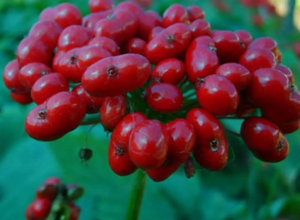 
1kg New Ren shen chinese High quality purity red ginseng seeds for planting 