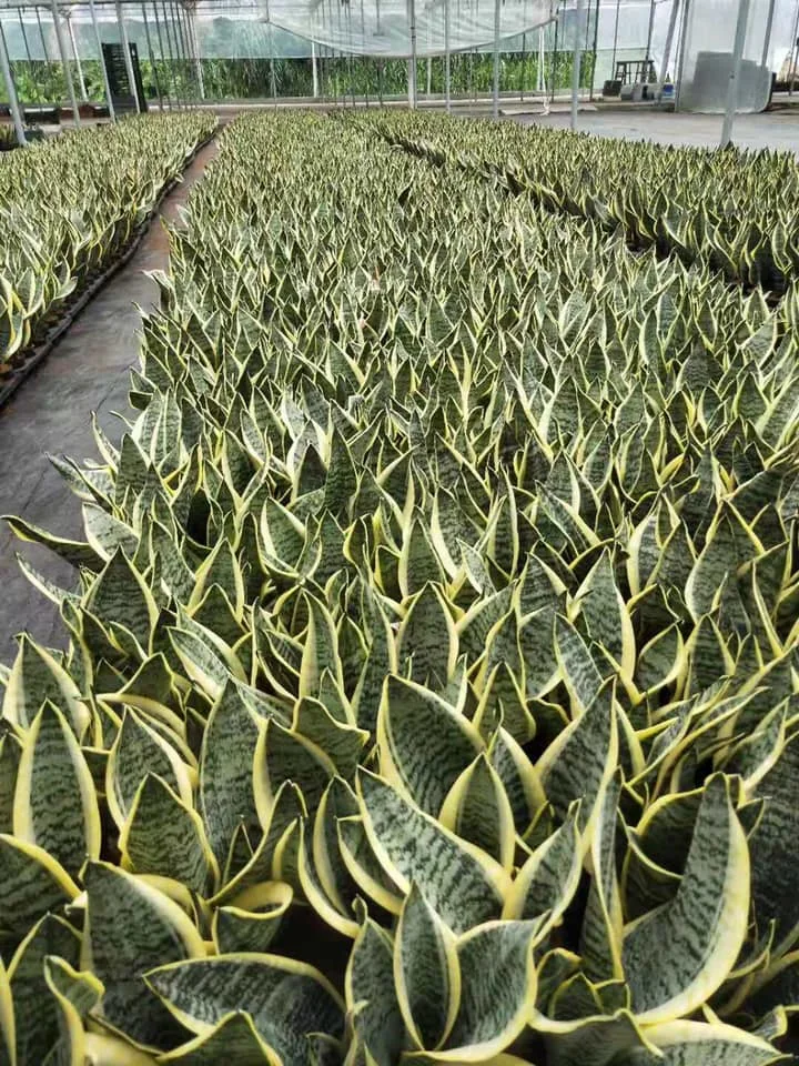  Живая змея Sansevieria trifasciata с голыми