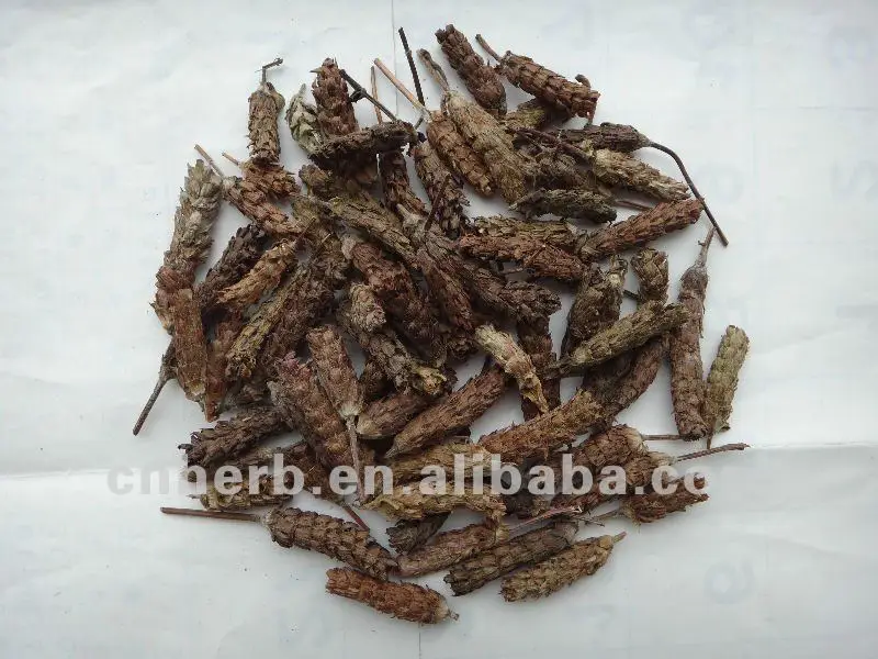 
Dried Prunella vulgaris spike Brunellae spica Selfheal Square stem Self heal Xia ku cao Xiakucao 