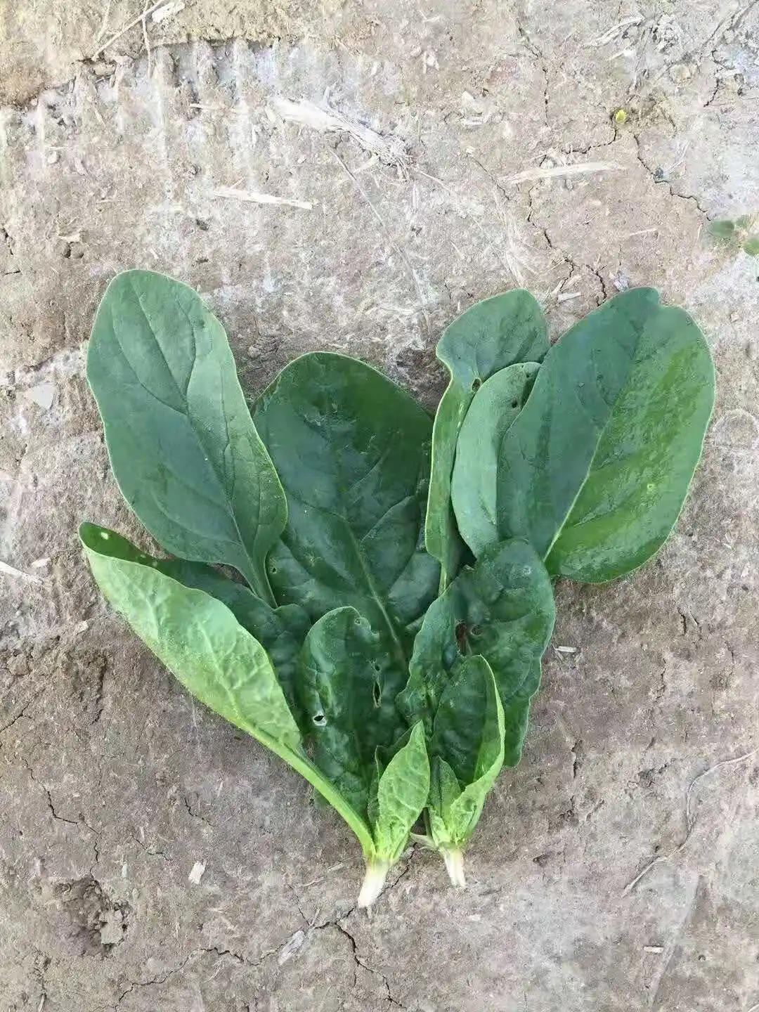 
Suntoday Green fast grow heat tolerant spinach seed planter 1kg/bag 
