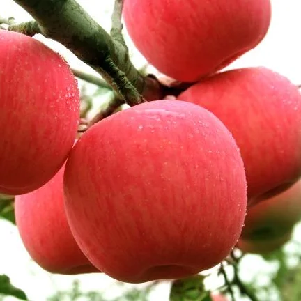 apple tree seedling sapling