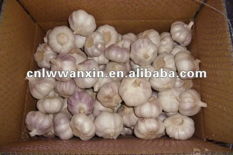 
fresh garlic 