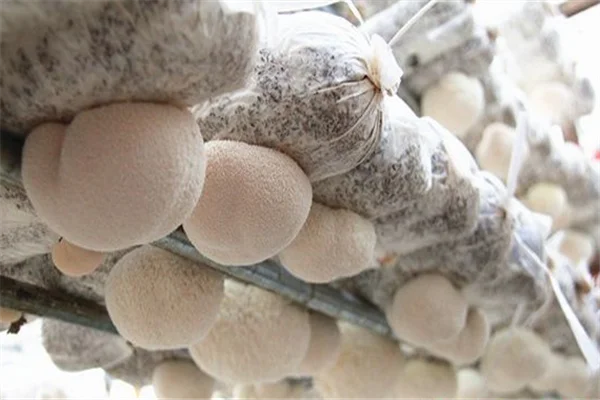 Detan свежий гриб Львиной гривы