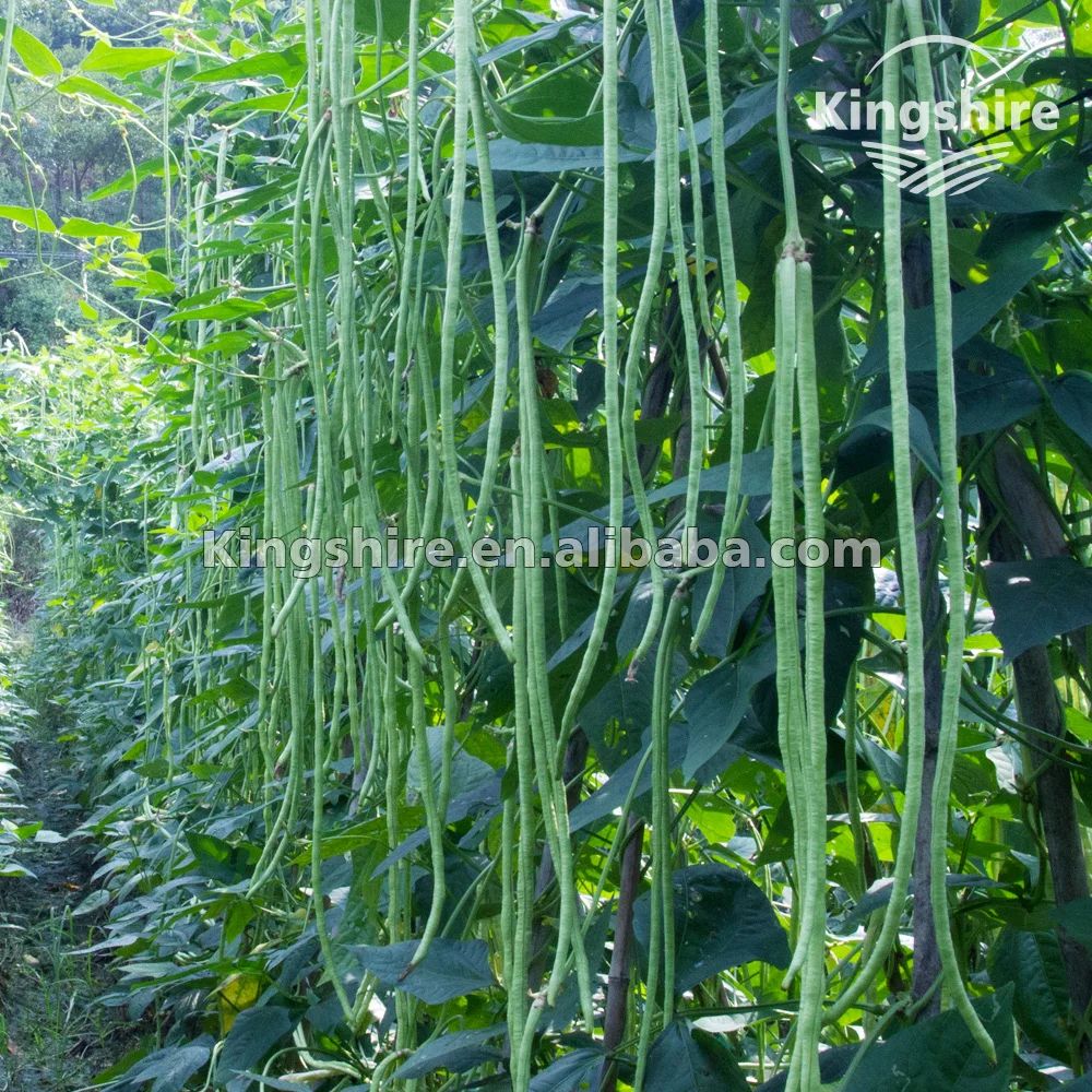 Китайские семена ярдлонг, китайские семена длинных бобов