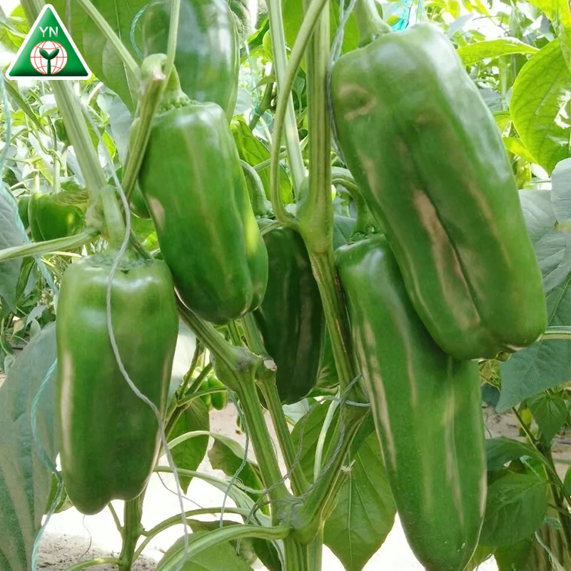 Chinese vegetable seeds BARTON F1 f1 hybrid red chilli seeds, hybrid vegetable seeds