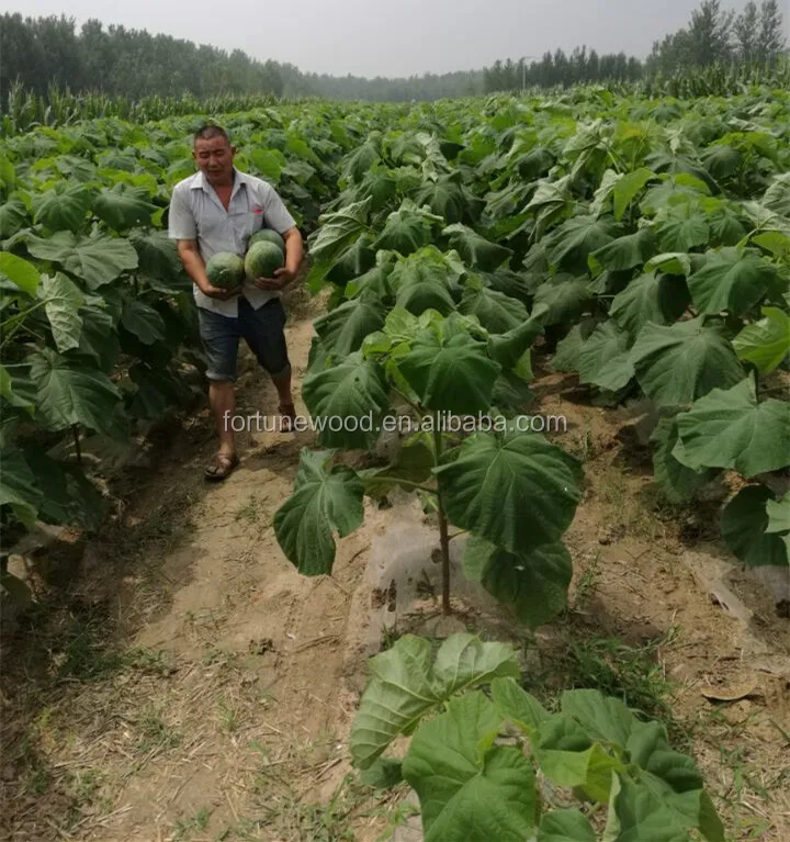 
Гибридный корень paulownia 9501, устойчивый к холоду, 3 месяца 