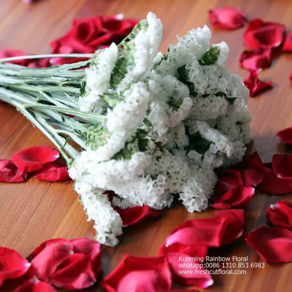 Романтическая вечная песня росемонда из цветочных полей для церкви