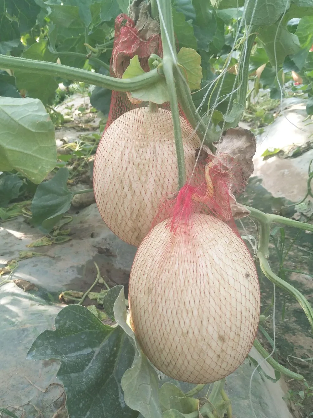 High sugar content melon hybrid melon seeds vigorous growing