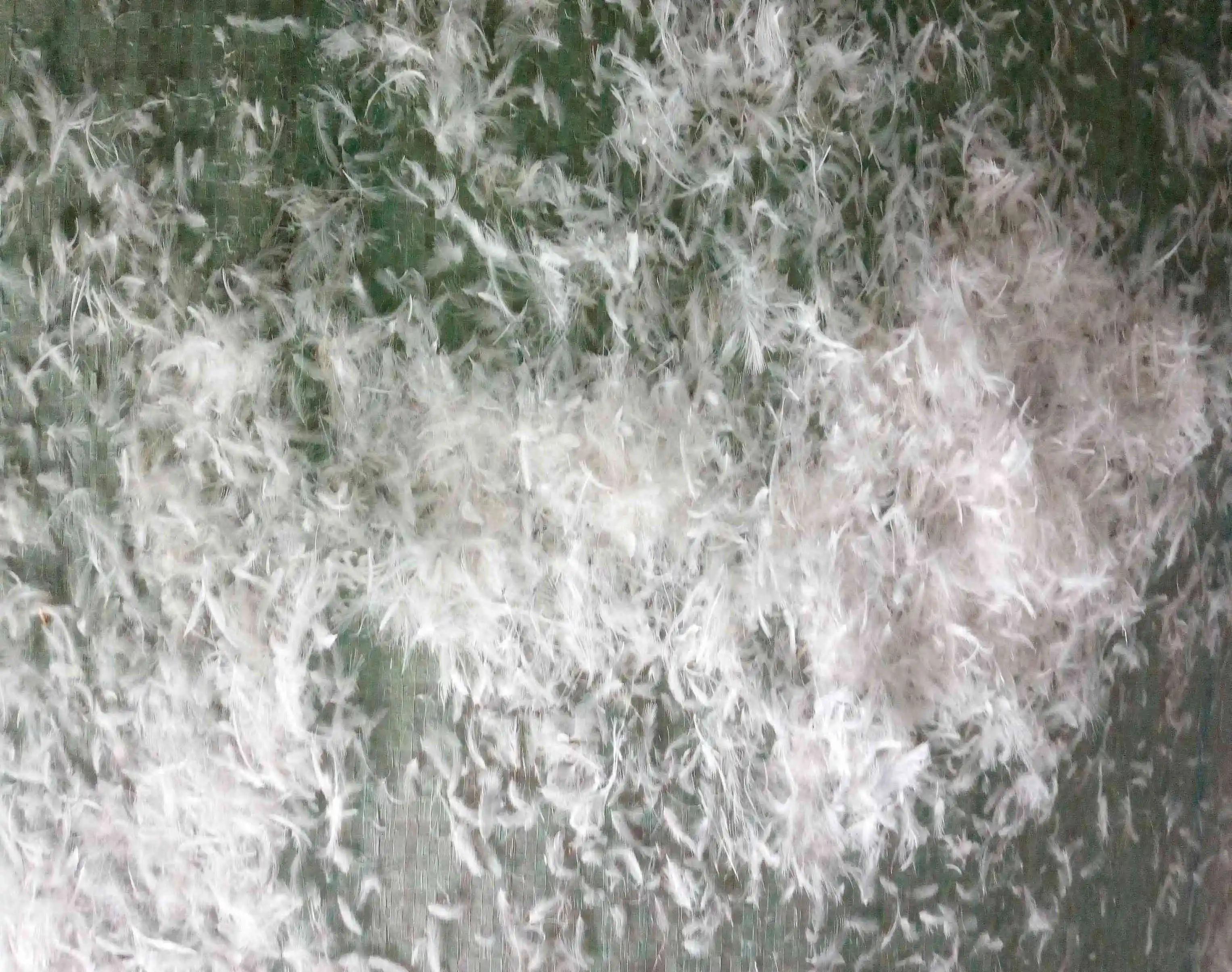 Белое гусиное перо 0-2 см белое утиное