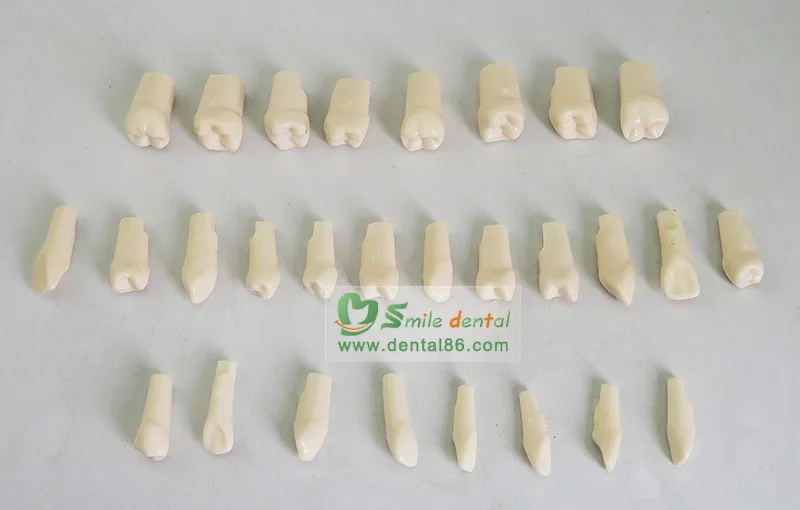 dental teeth/dental study model/Permanent Teeth with Straight Roots
