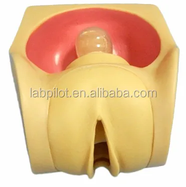 Female Contraception Practice Model with Vivid Uterus, Fallopian tubes and Vagina