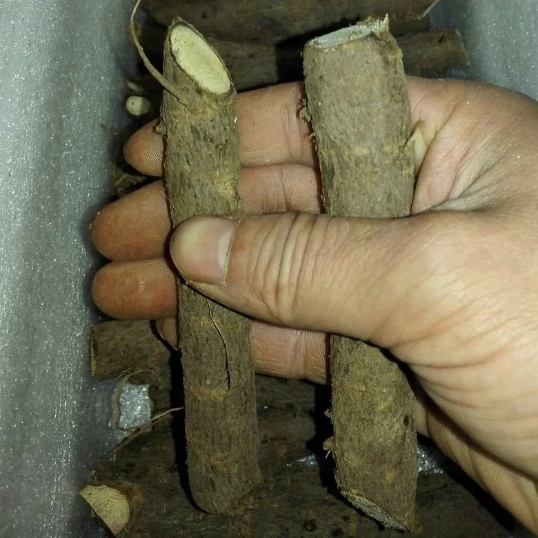 99% purity pao tong fast growing tree seeds paulownia elongata root cutting