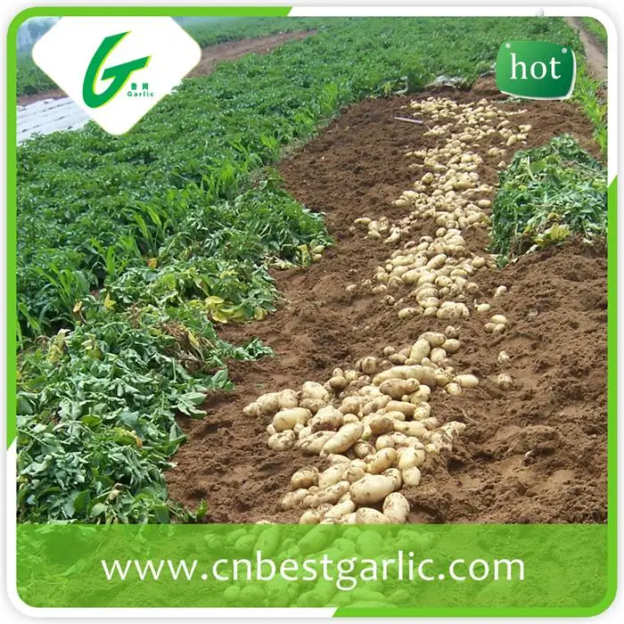 Горячие продажи свежего картофеля для оптовых