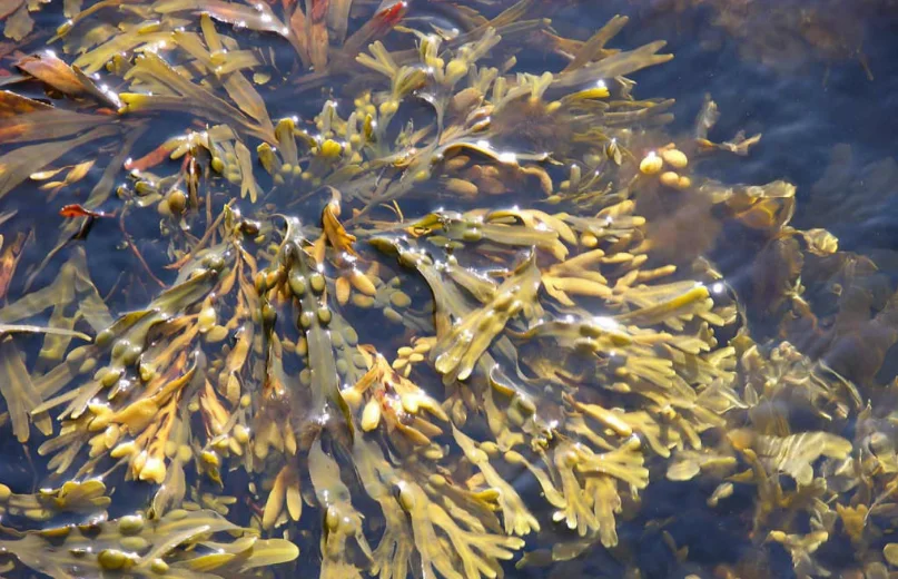 
Fucus Vesiculosus Extract Fucoxanthin Powder 