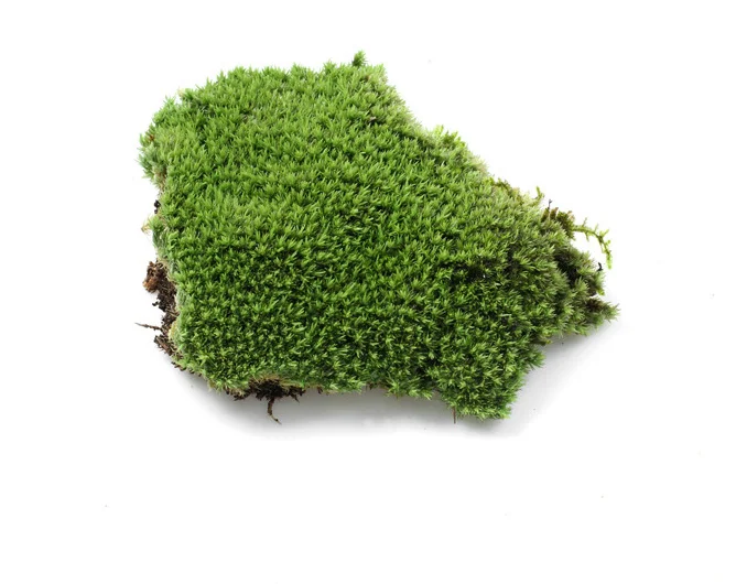 Micro-landscape fresh moss ecological bottle accessories material