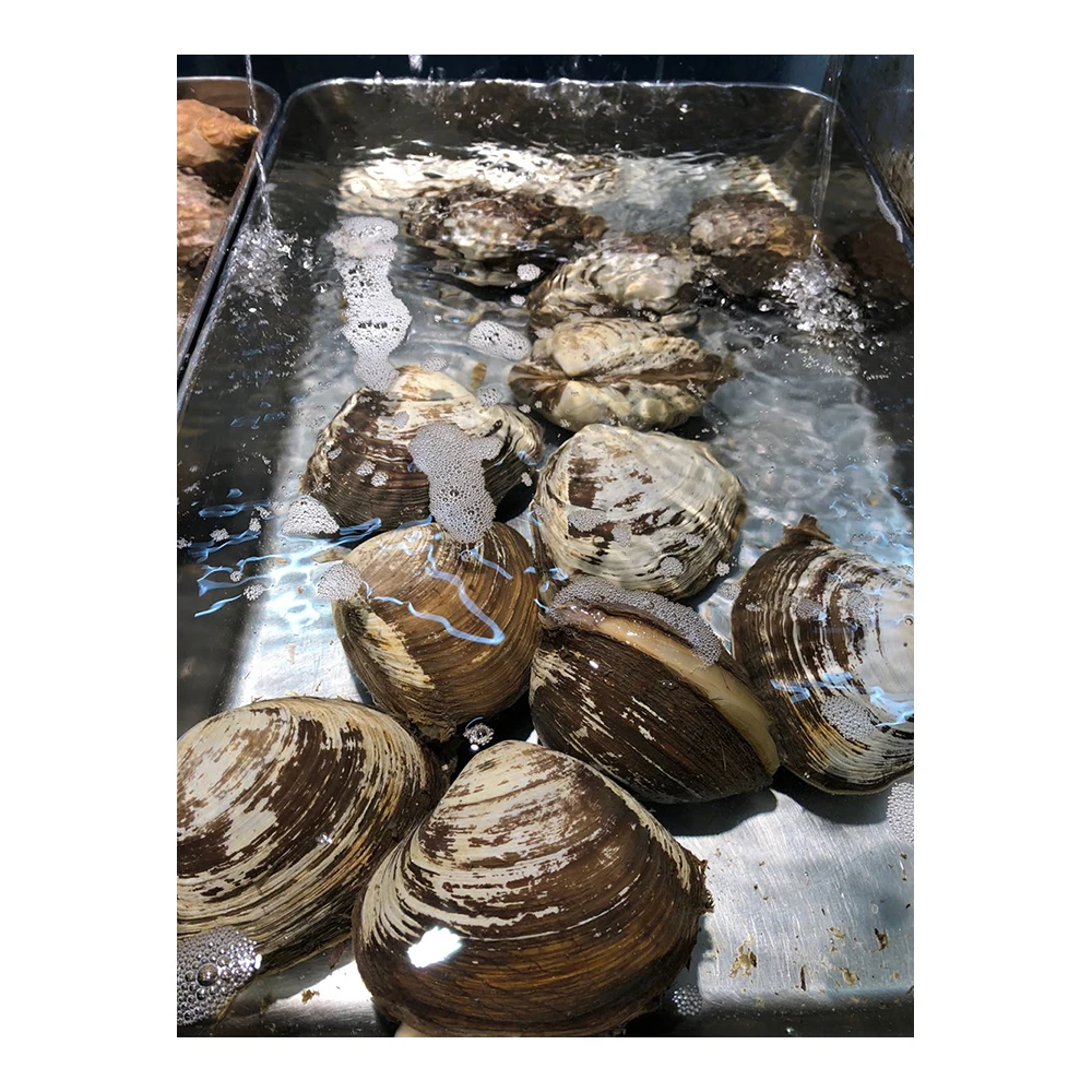 
Fresh Seafood Hokki shells seafood market 