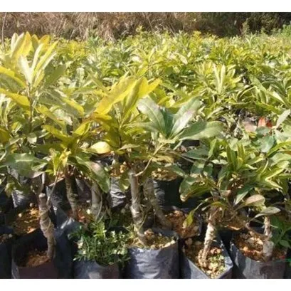 
Yangmei Dingaomei Waxmyrtle Seed Yumberry Fruit Tree 