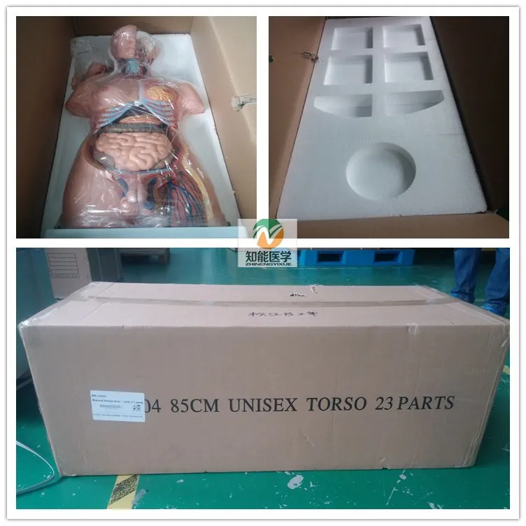 Medical Human Torso Half Body Dissection Teaching Model