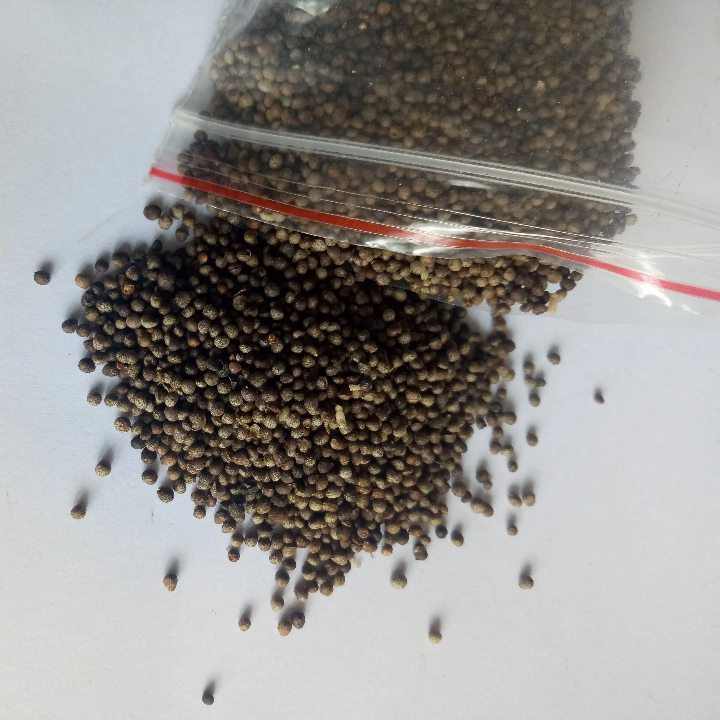 Pure New havested Deulkkae Perilla frutescens seeds for planting