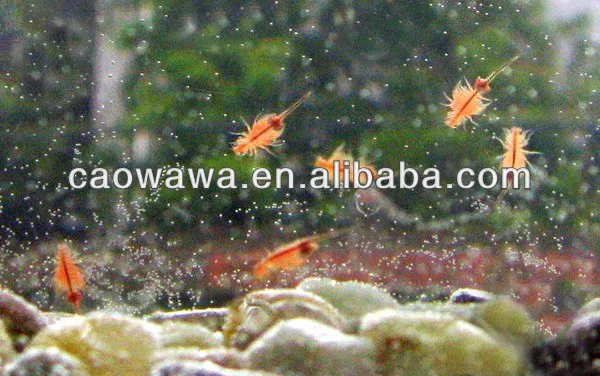 2014 magic shrimp,shrimp pets.sea monkeys