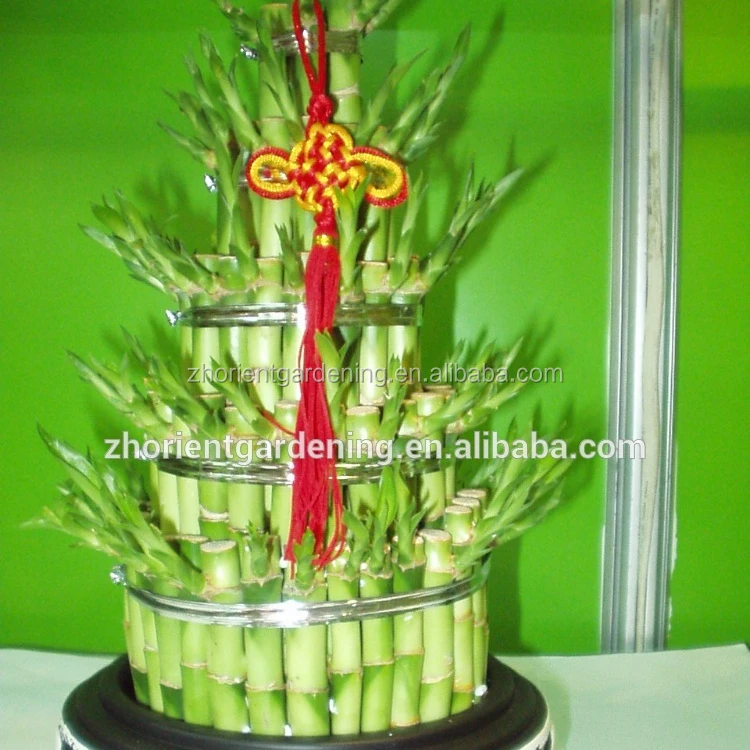 
5 layered tower lucky bamboo air bonsai tree dracaena sanderiana indoor ornamental aquatic water plants 