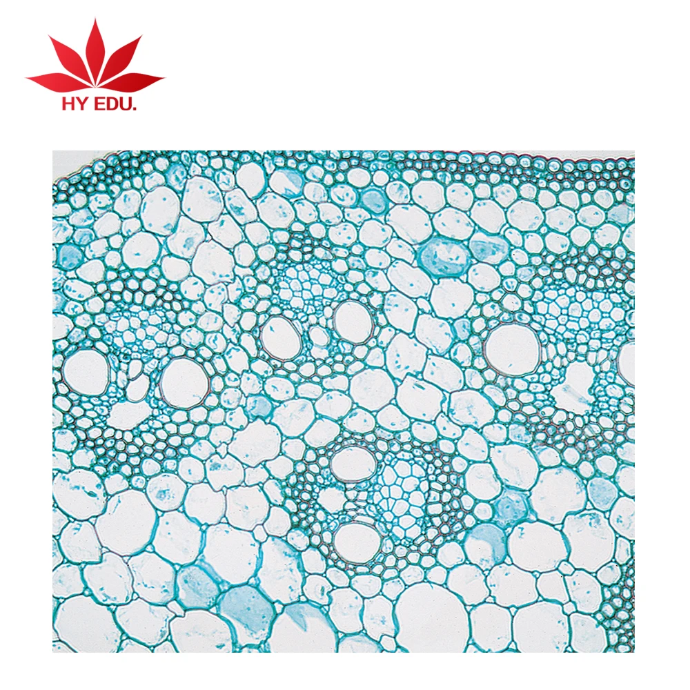 Fixed set 19 Species Seeds clear botany  microscope slide for lab