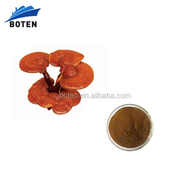 100% natural Reishi mushroom mycelium sale