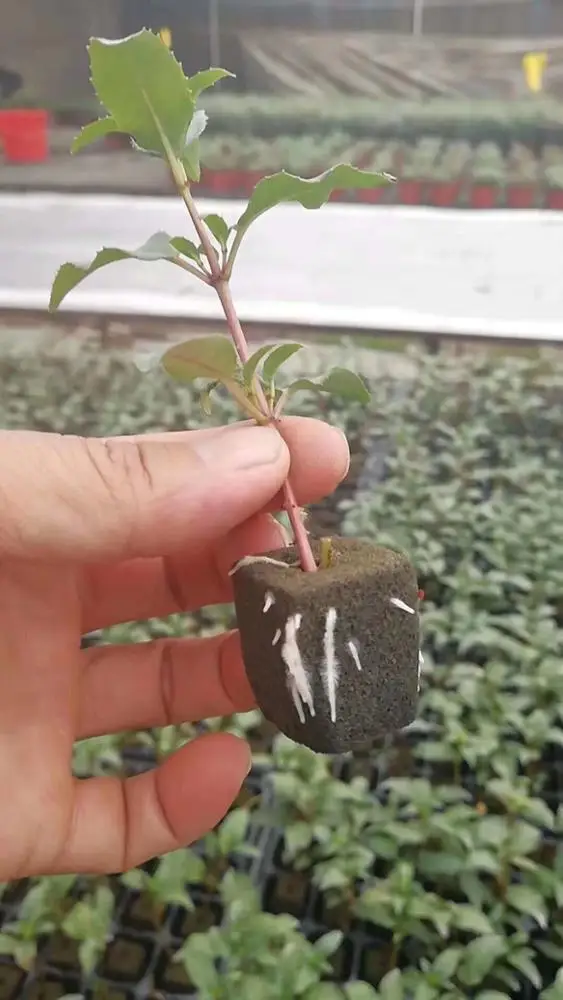 rice seedling tray vegetable plant seedlings trays seed germination incubator 32cells and 72 cells