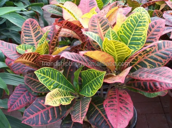 Codiaeum variegatum (L.) A. Juss variegated leaf croton plants
