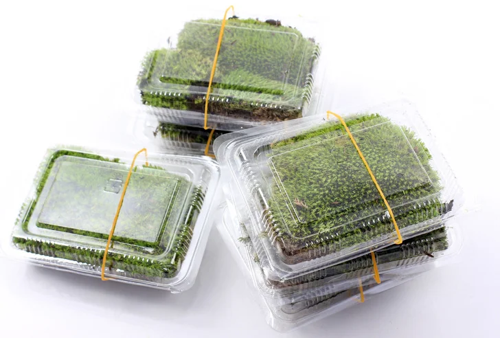 Micro-landscape fresh moss ecological bottle accessories material