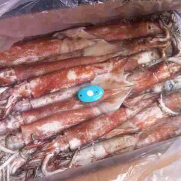 
frozen illex squid whole round Chinese Loligo Squid frozen illex squid for sale 