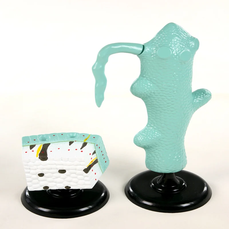 
Biology Education Equipment Anatomical Hydra Structure Model 