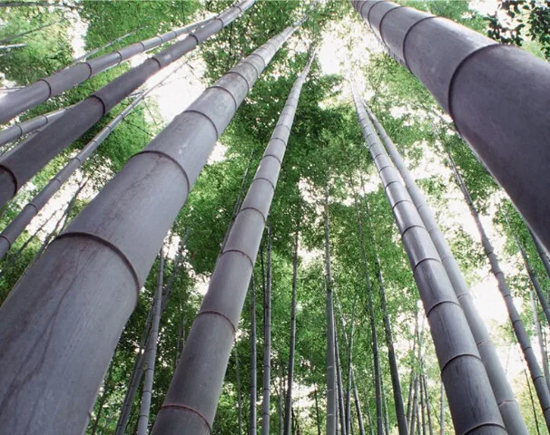 Профессиональный объектив 8 мм Ultra fisheye HD для камеры gopr