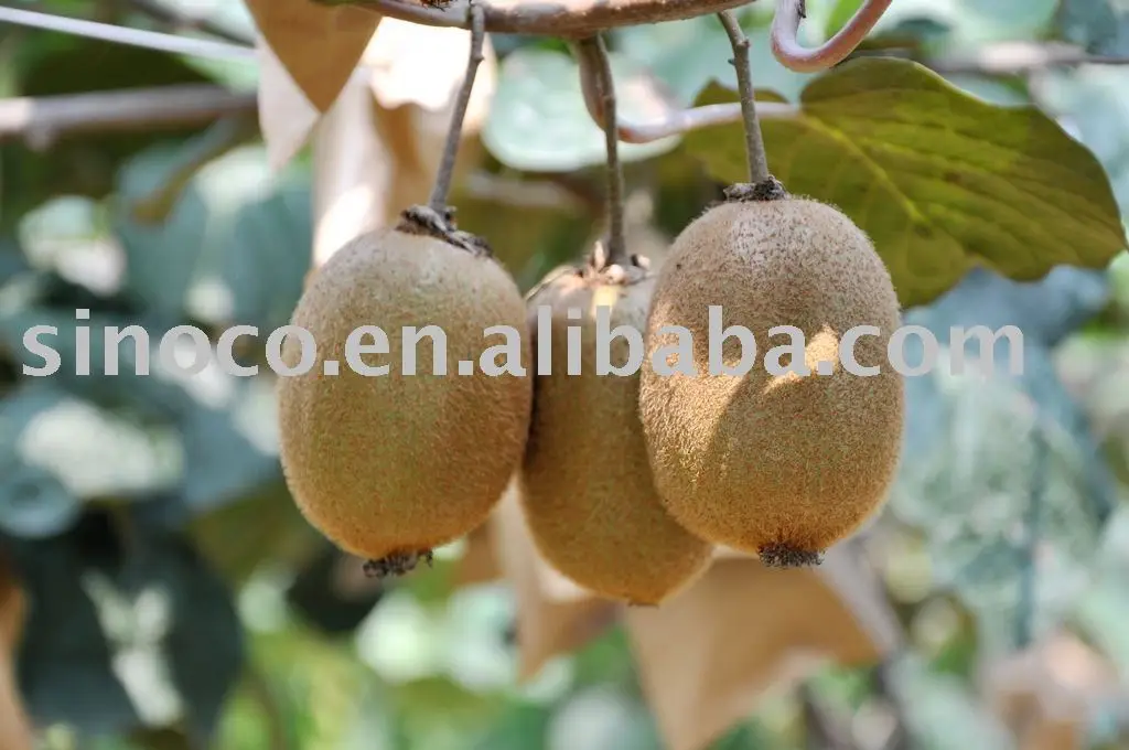 
hayward kiwifruit 
